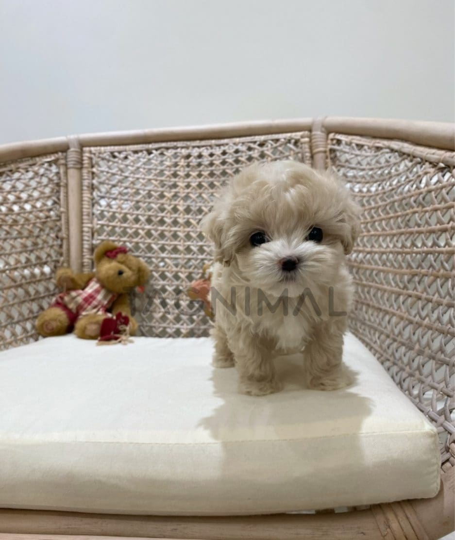 Maltipoo puppy for sale, dog for sale at Tagnimal