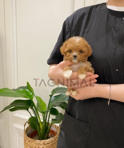 Maltipoo puppy for sale, dog for sale at Tagnimal