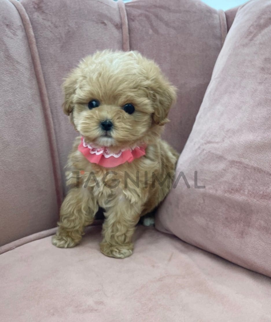 Maltipoo puppy for sale, dog for sale at Tagnimal