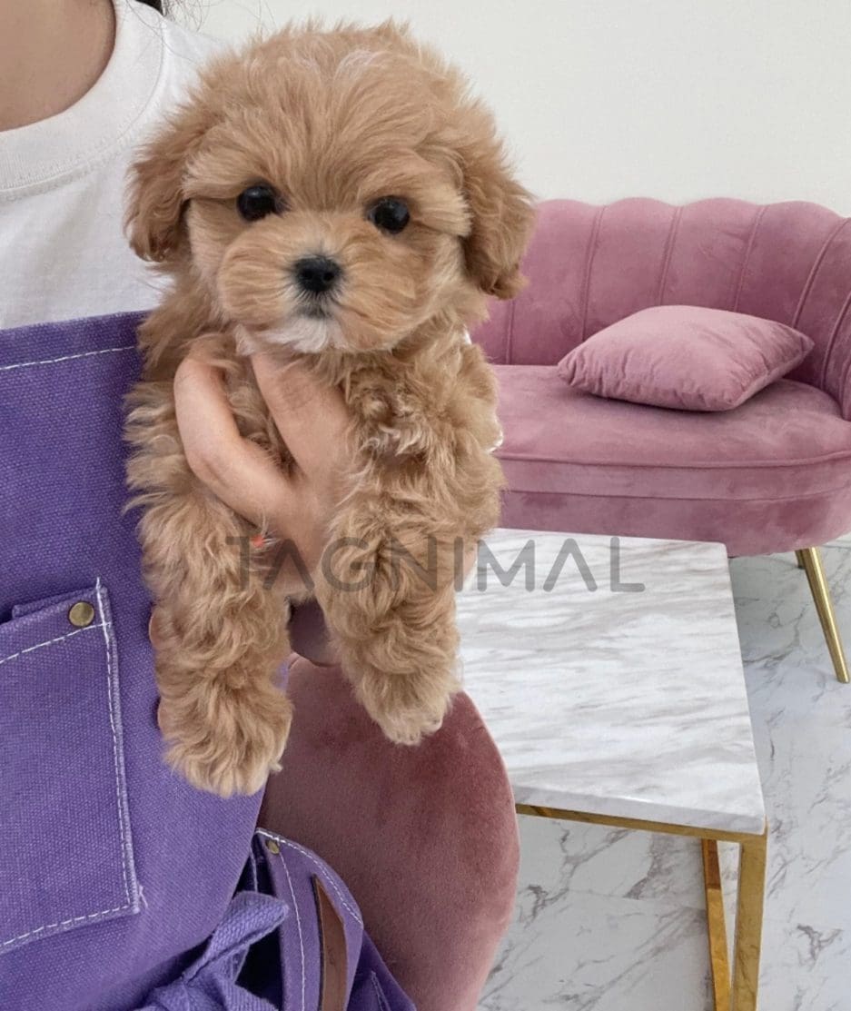 Maltipoo puppy for sale, dog for sale at Tagnimal