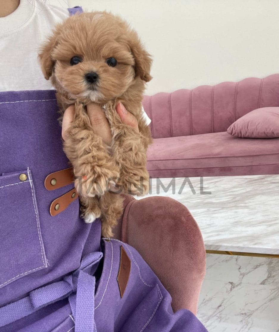 Maltipoo puppy for sale, dog for sale at Tagnimal