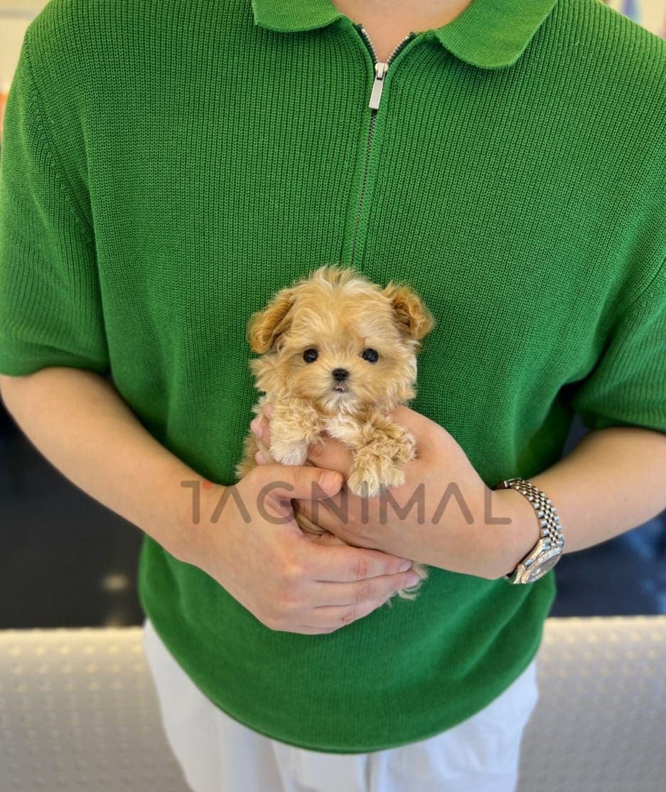 Maltipoo puppy for sale, dog for sale at Tagnimal