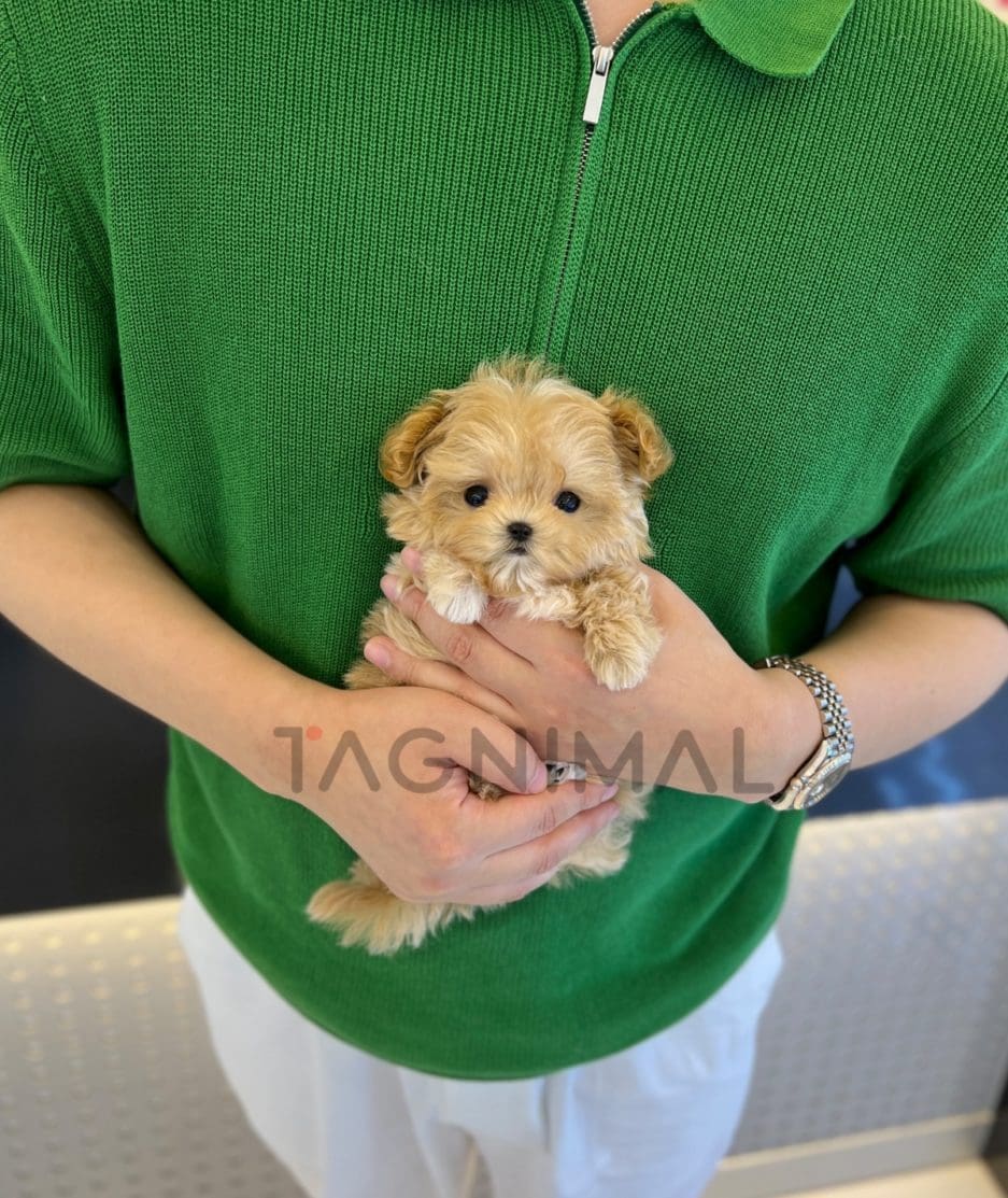 Maltipoo puppy for sale, dog for sale at Tagnimal