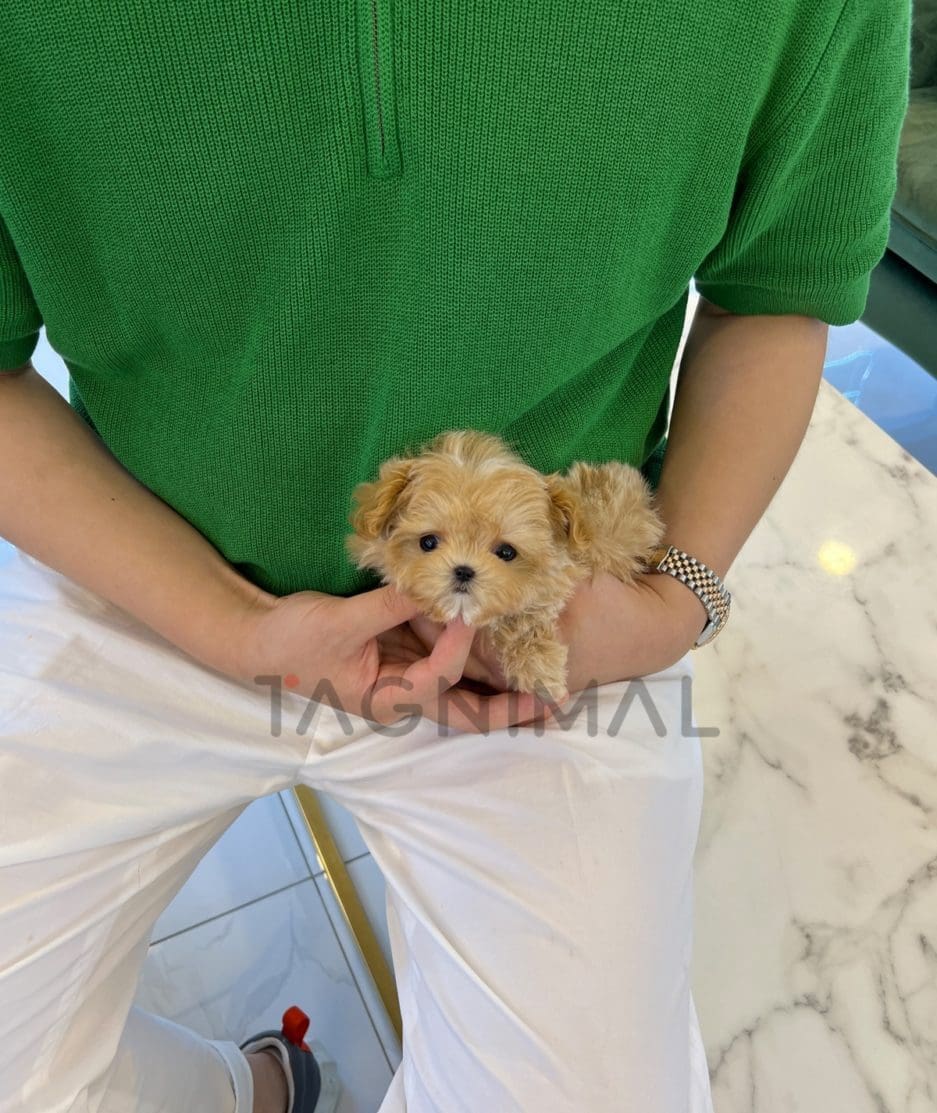 Maltipoo puppy for sale, dog for sale at Tagnimal