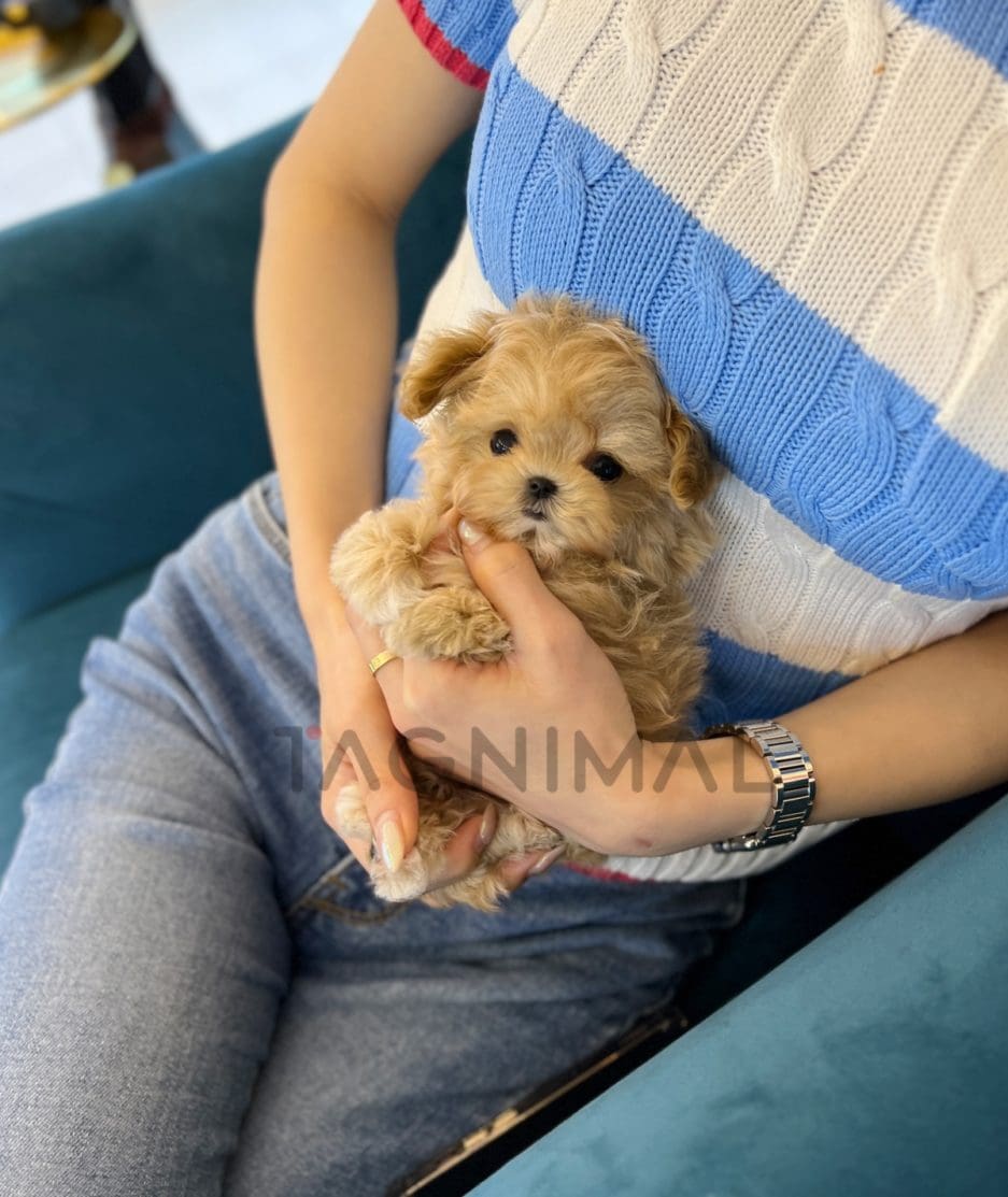 Maltipoo puppy for sale, dog for sale at Tagnimal