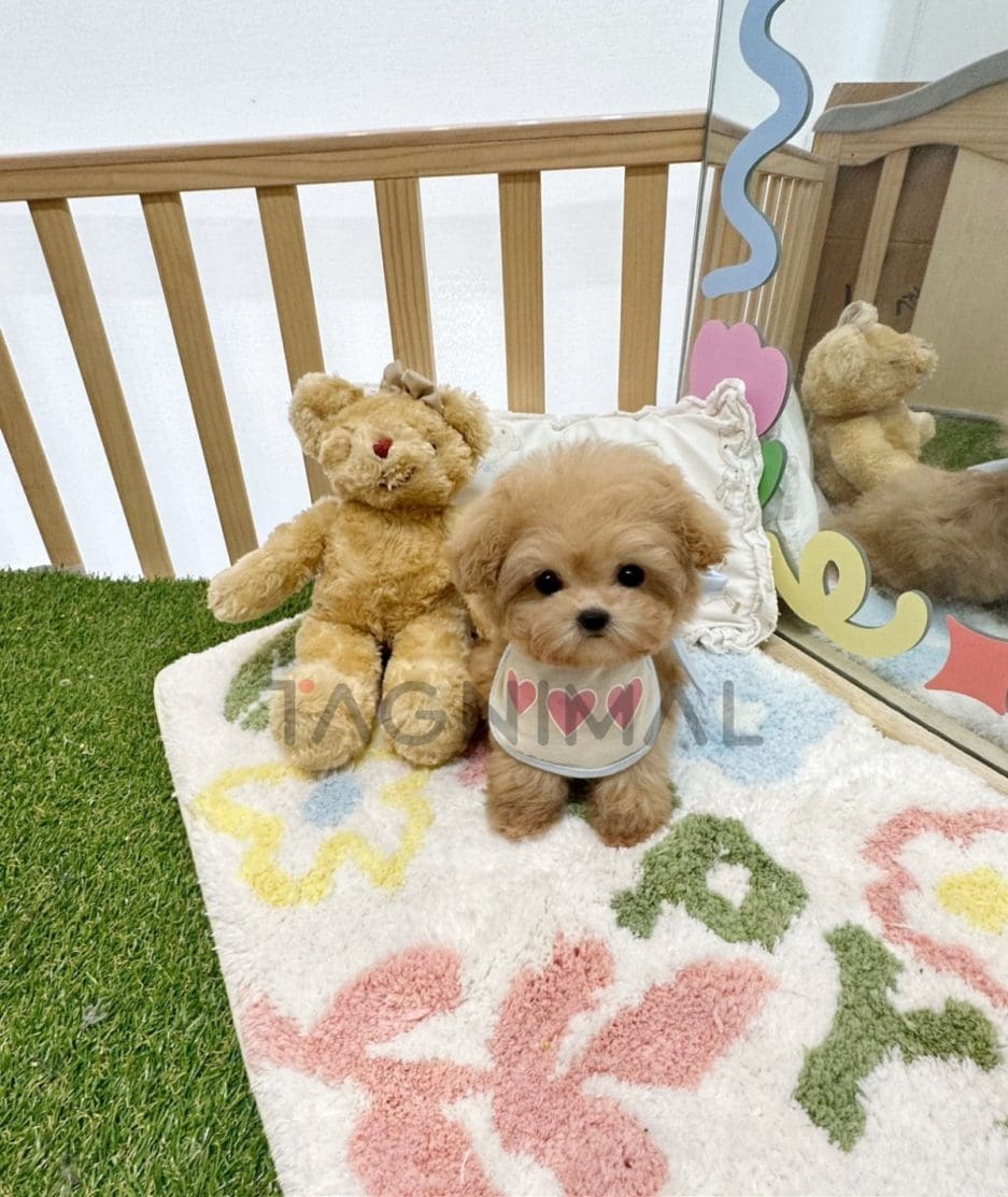 Maltipoo puppy for sale, dog for sale at Tagnimal