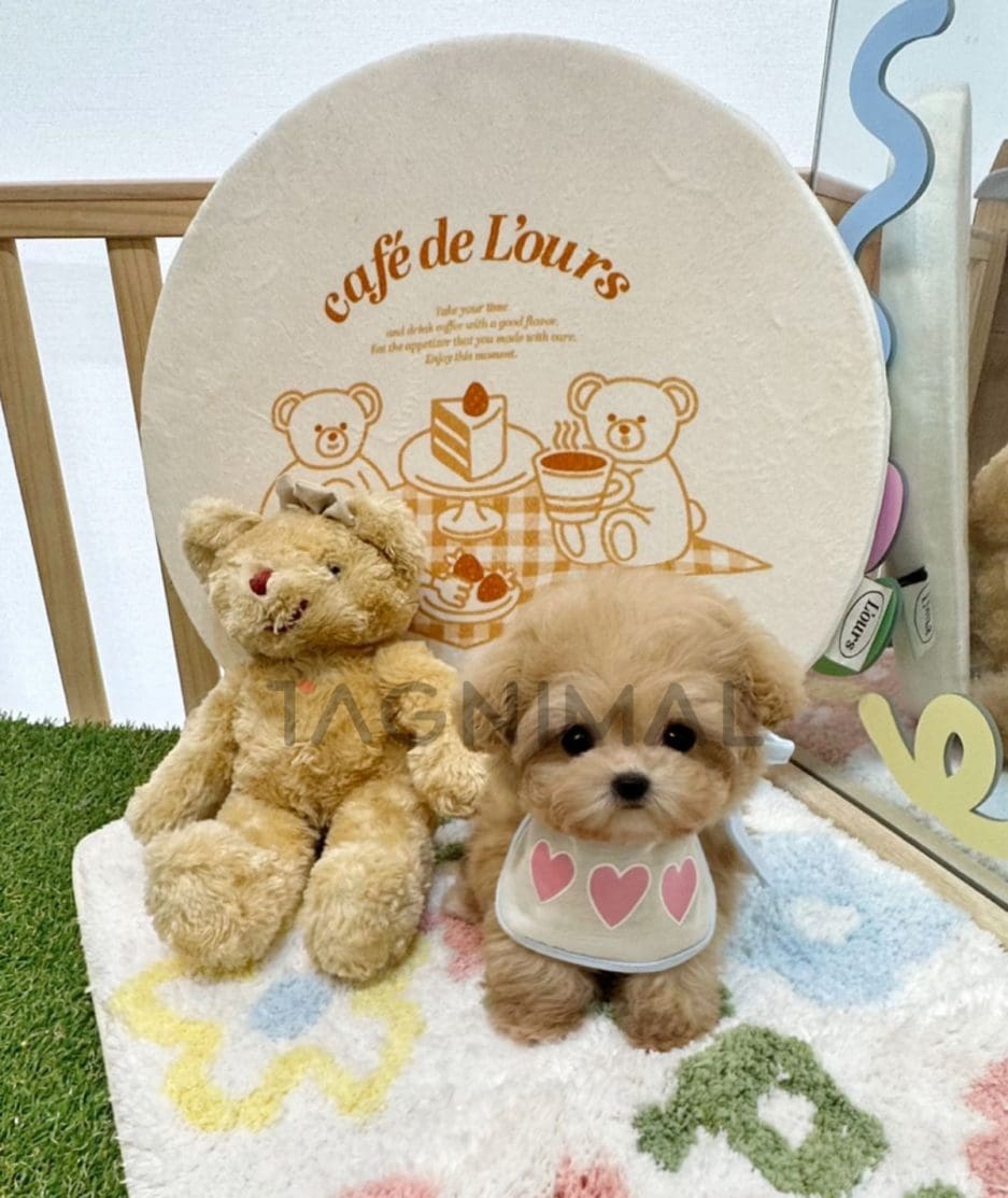 Maltipoo puppy for sale, dog for sale at Tagnimal