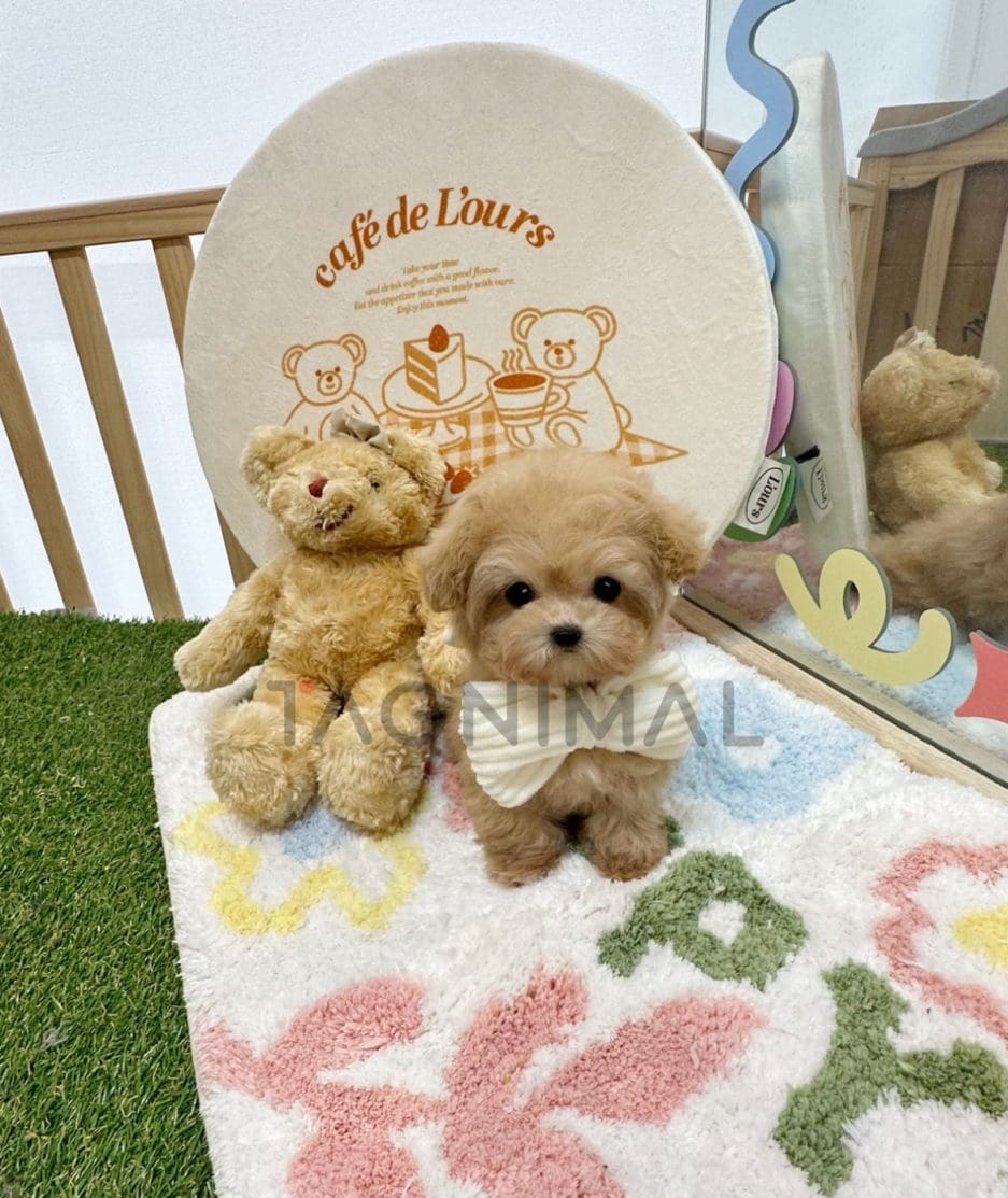 Maltipoo puppy for sale, dog for sale at Tagnimal