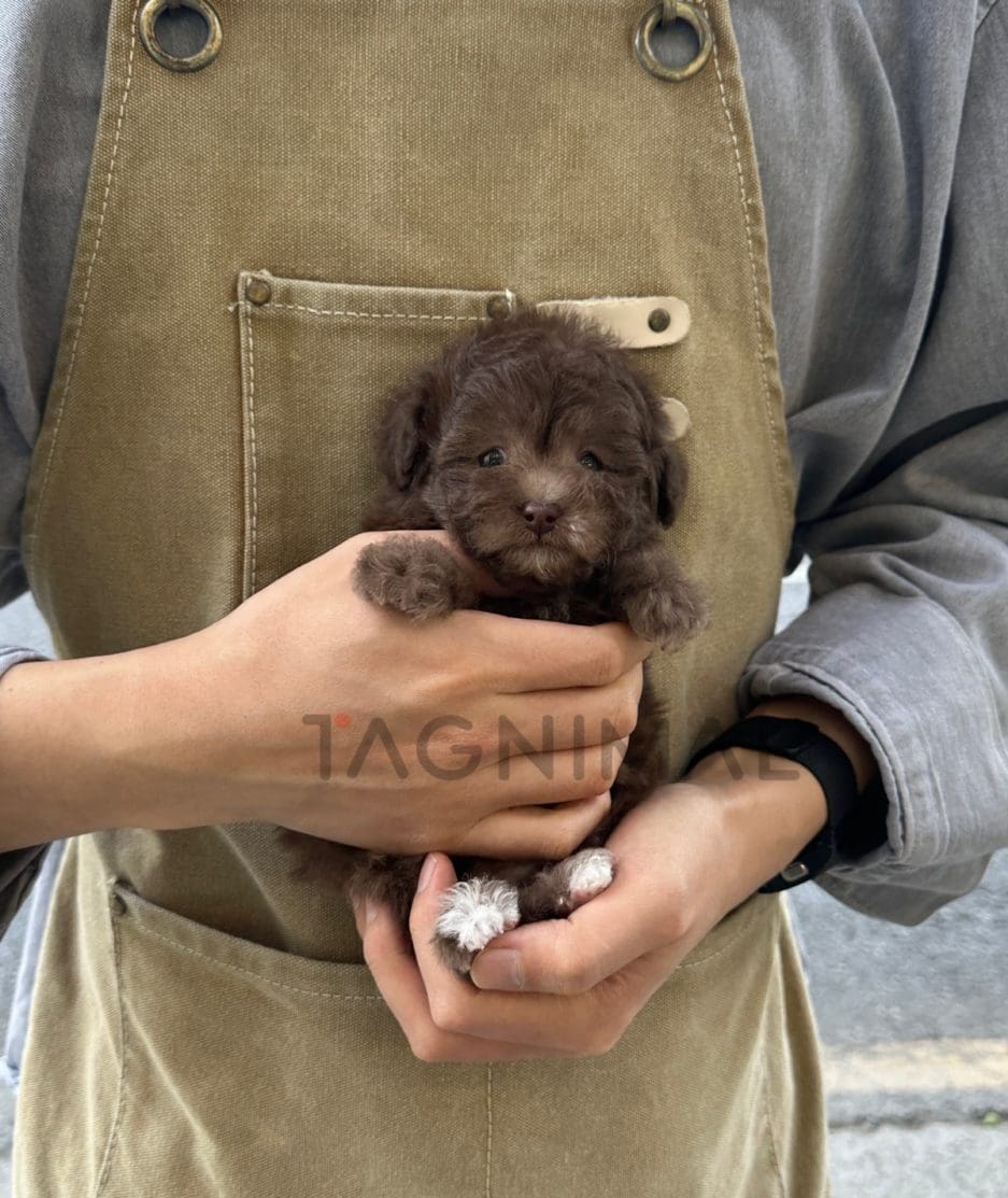 Poodle puppy for sale, dog for sale at Tagnimal