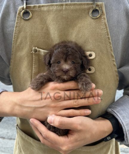 Poodle puppy for sale, dog for sale at Tagnimal