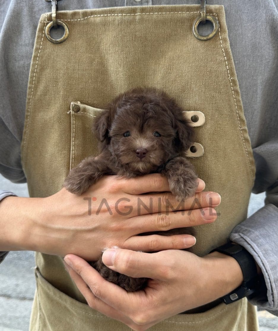 Poodle puppy for sale, dog for sale at Tagnimal