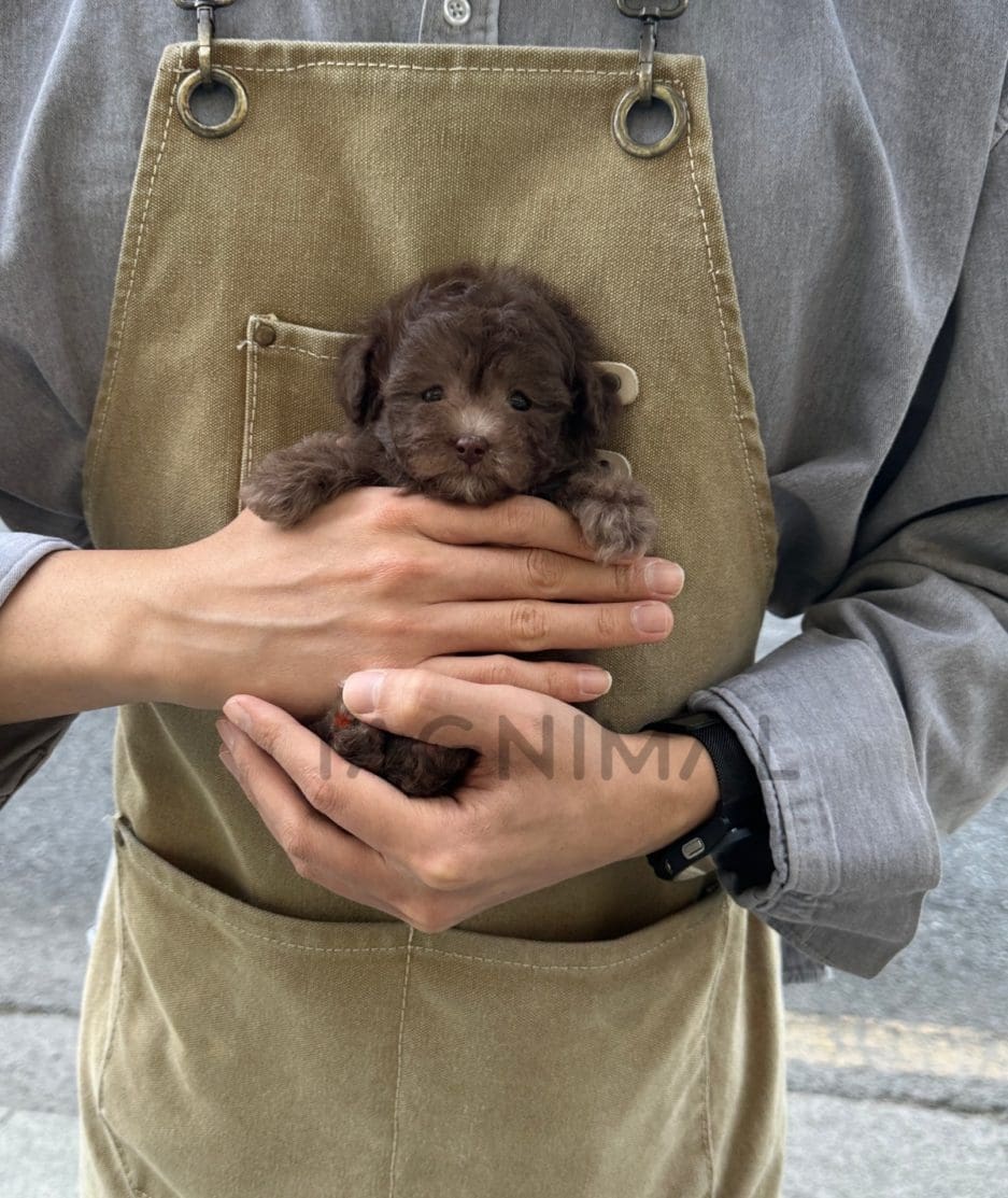 Poodle puppy for sale, dog for sale at Tagnimal