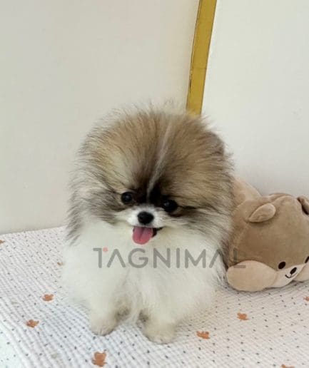 Pomeranian puppy for sale, dog for sale at Tagnimal