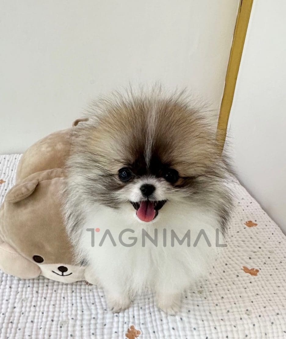 Pomeranian puppy for sale, dog for sale at Tagnimal