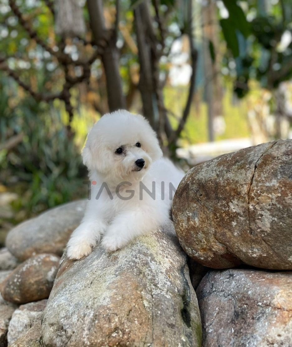 Bichon puppy for sale, dog for sale at Tagnimal