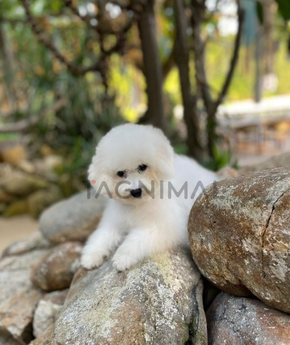 Bichon puppy for sale, dog for sale at Tagnimal