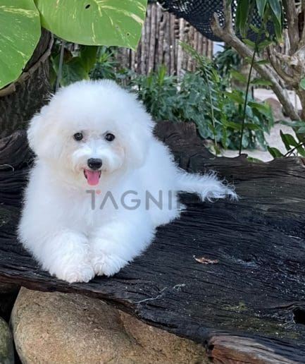 Bichon puppy for sale, dog for sale at Tagnimal