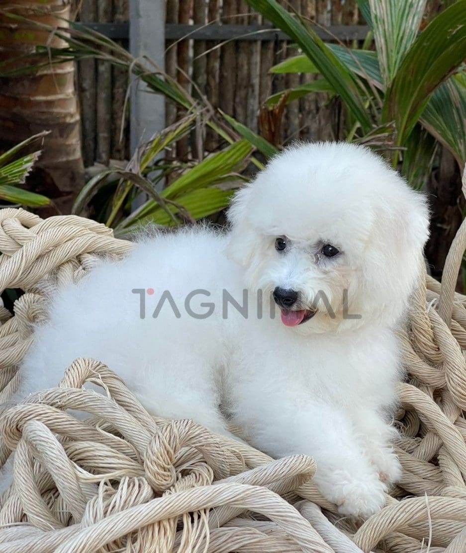 Bichon puppy for sale, dog for sale at Tagnimal