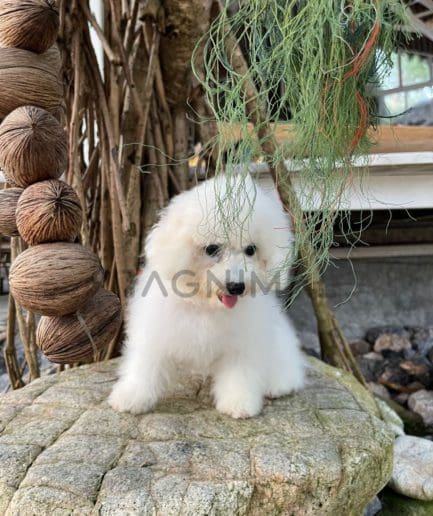 Bichon puppy for sale, dog for sale at Tagnimal