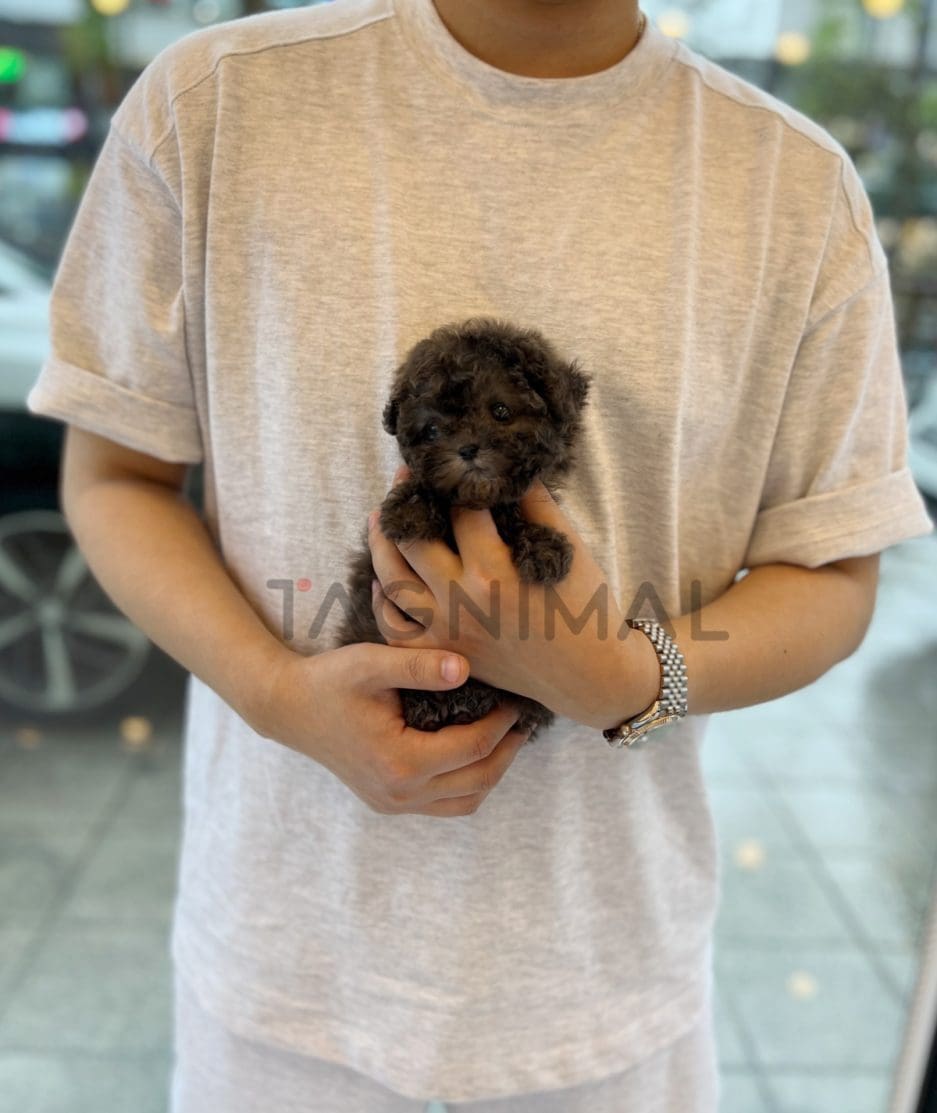 Poodle puppy for sale, dog for sale at Tagnimal