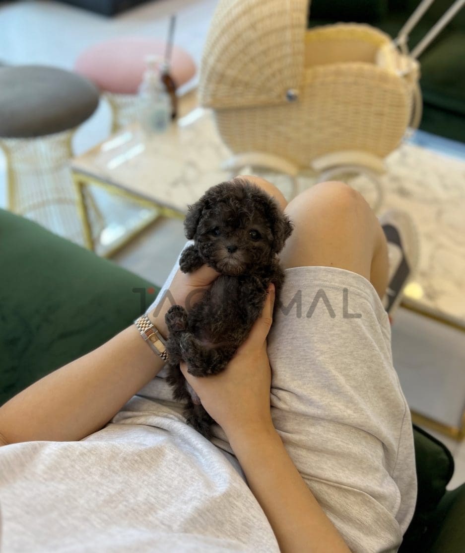 Poodle puppy for sale, dog for sale at Tagnimal