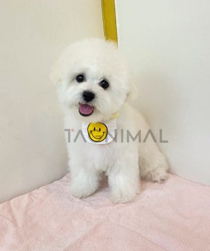 Bichon puppy for sale, dog for sale at Tagnimal