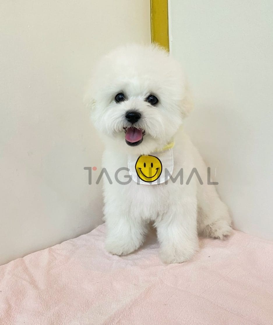 Bichon puppy for sale, dog for sale at Tagnimal