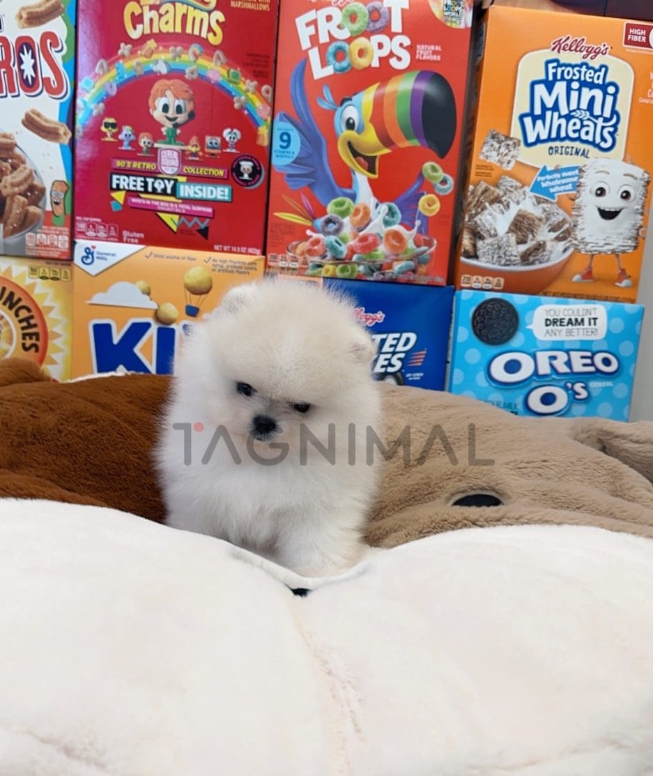 Pomeranian puppy for sale, dog for sale at Tagnimal