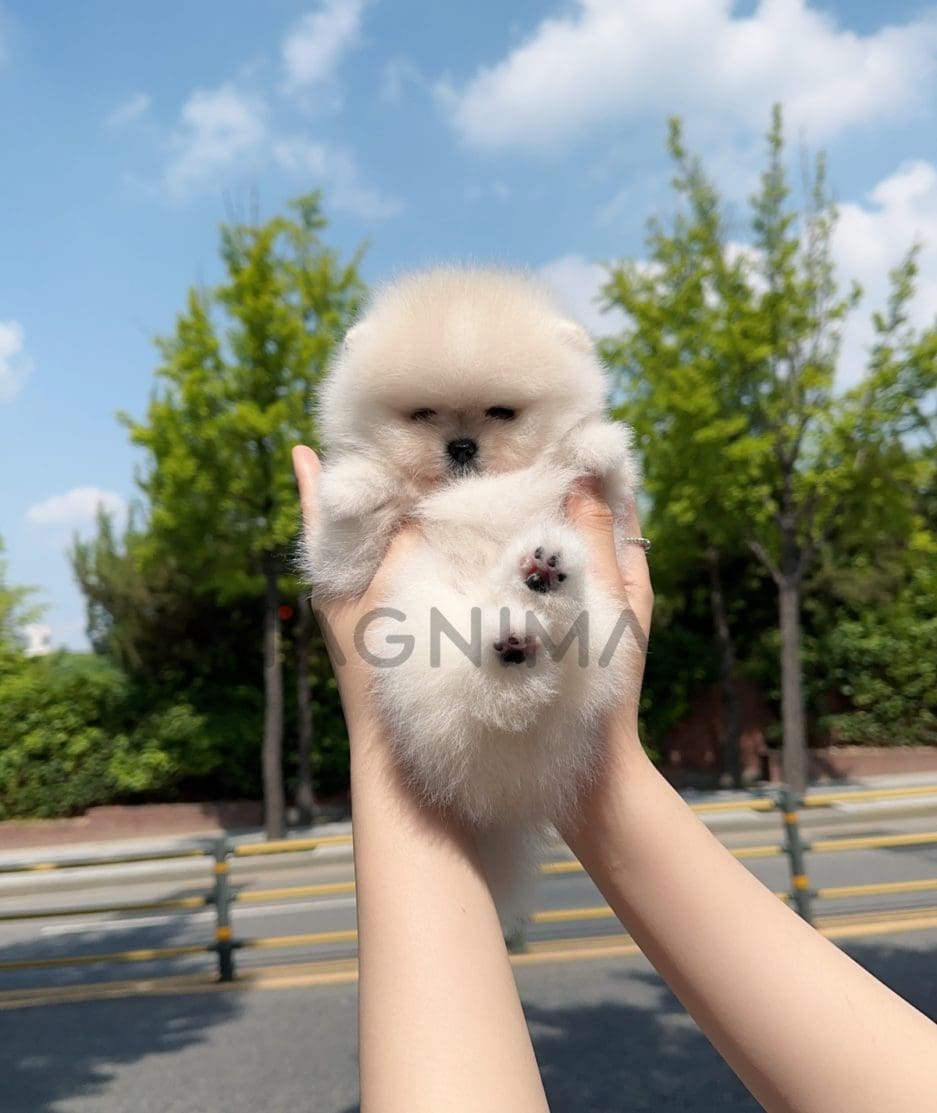 Pomeranian puppy for sale, dog for sale at Tagnimal