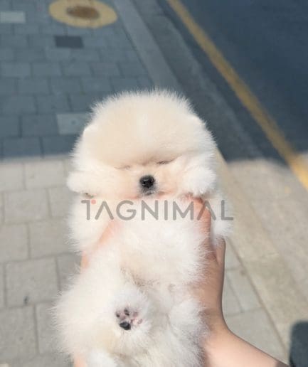 Pomeranian puppy for sale, dog for sale at Tagnimal