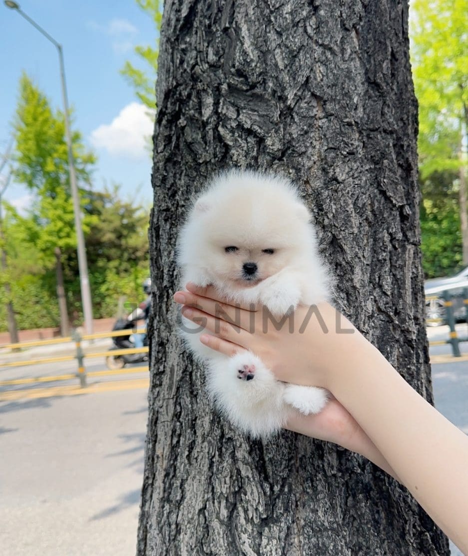 Pomeranian puppy for sale, dog for sale at Tagnimal