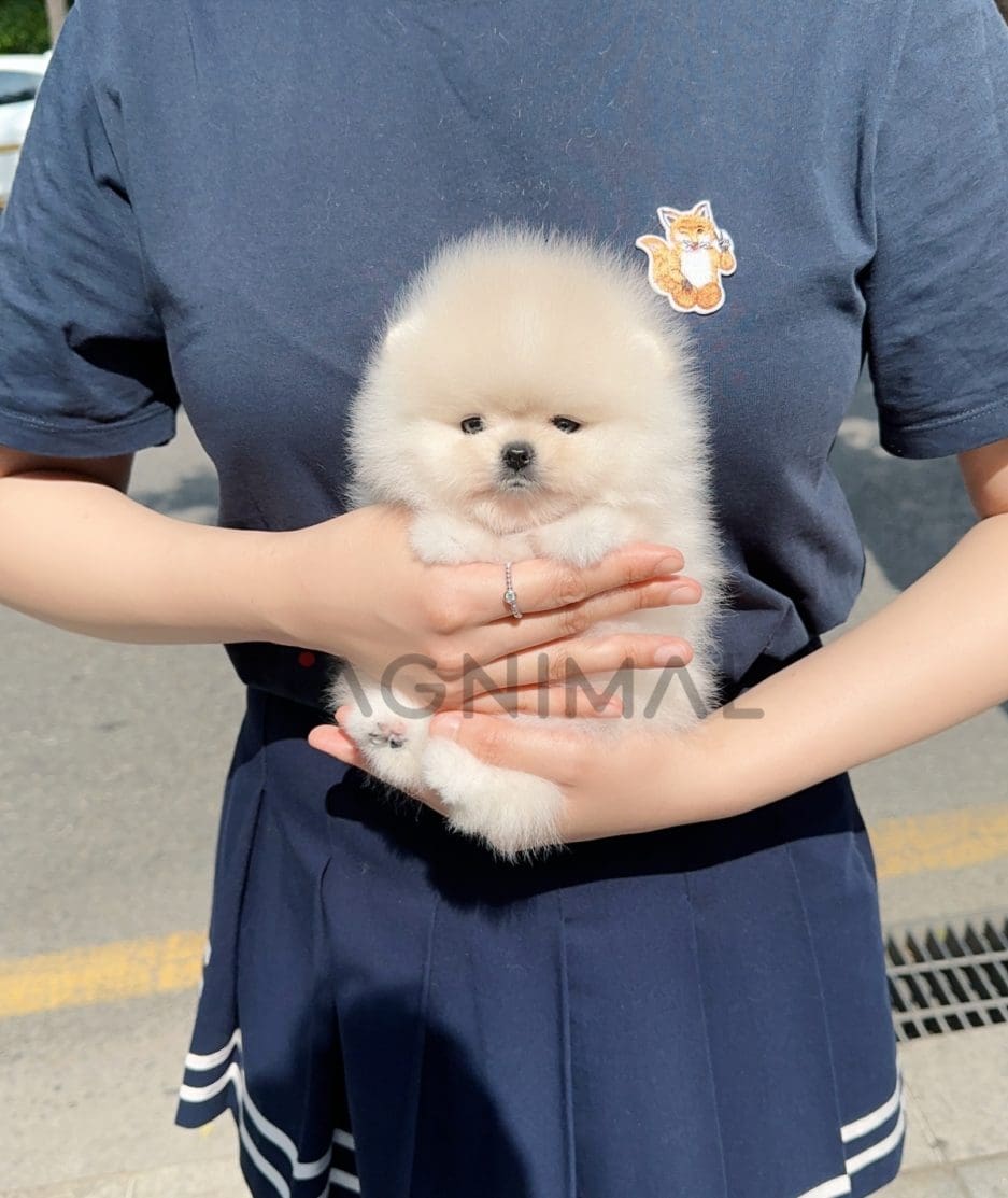 Pomeranian puppy for sale, dog for sale at Tagnimal