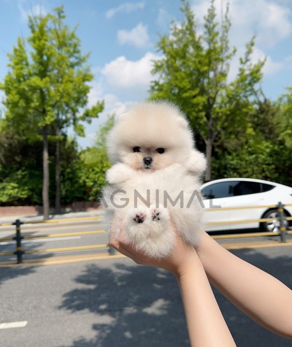 Pomeranian puppy for sale, dog for sale at Tagnimal