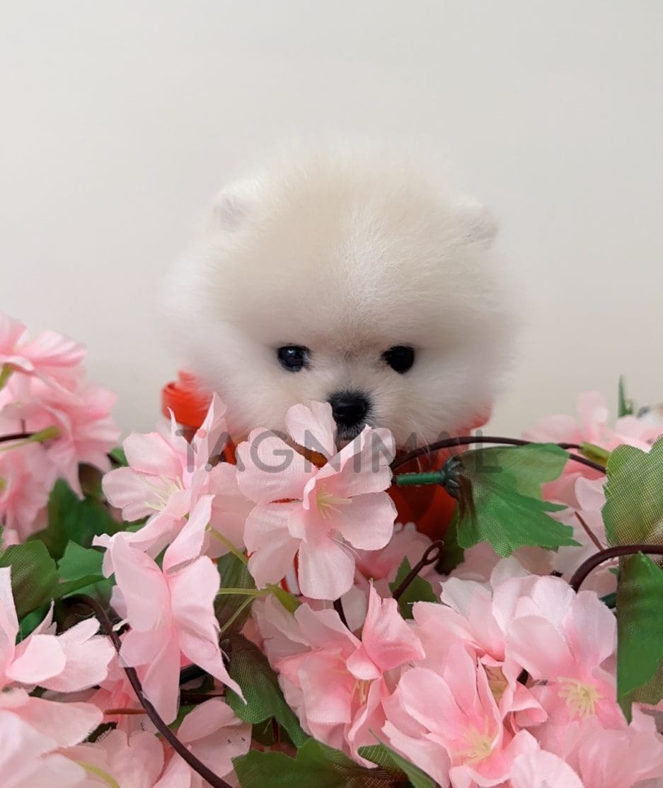 Pomeranian puppy for sale, dog for sale at Tagnimal