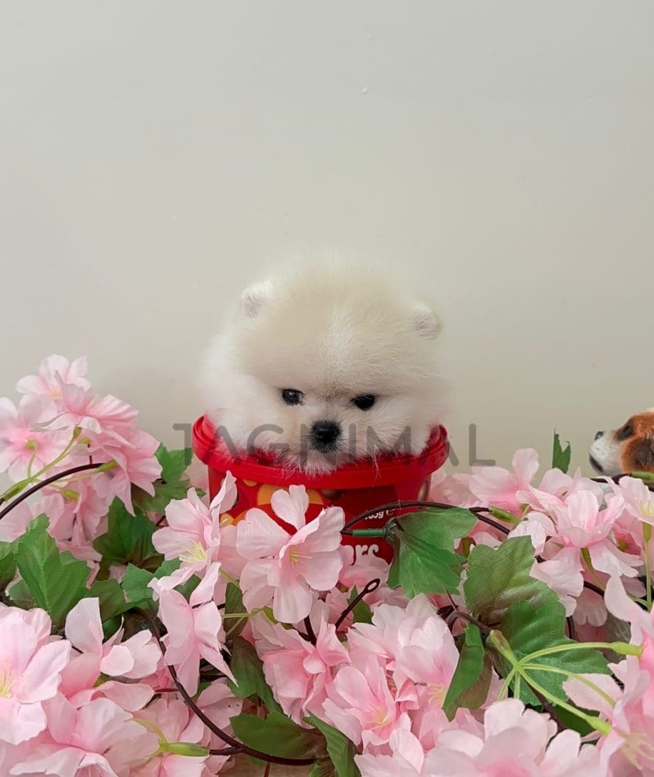 Pomeranian puppy for sale, dog for sale at Tagnimal