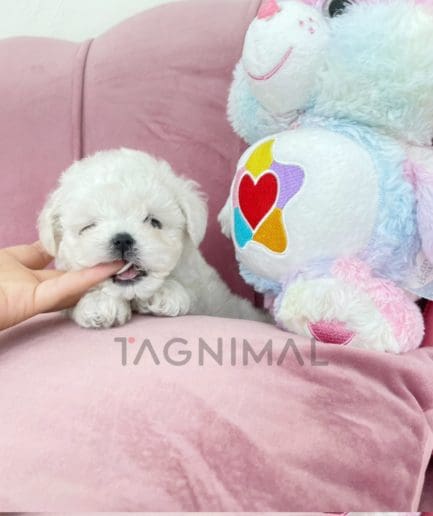 Bichon puppy for sale, dog for sale at Tagnimal