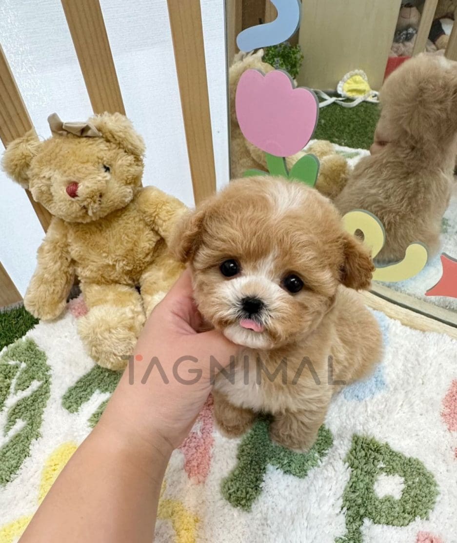 Maltipoo puppy for sale, dog for sale at Tagnimal