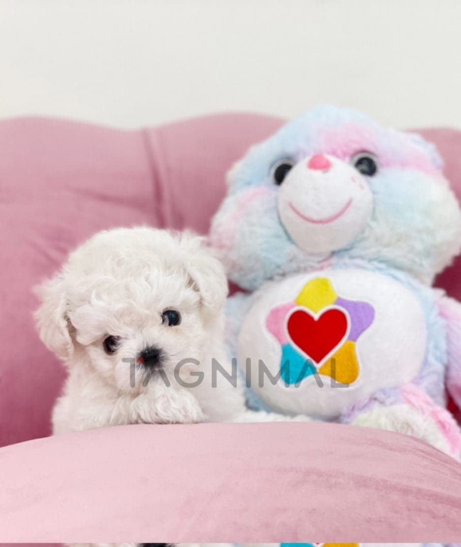 Bichon puppy for sale, dog for sale at Tagnimal