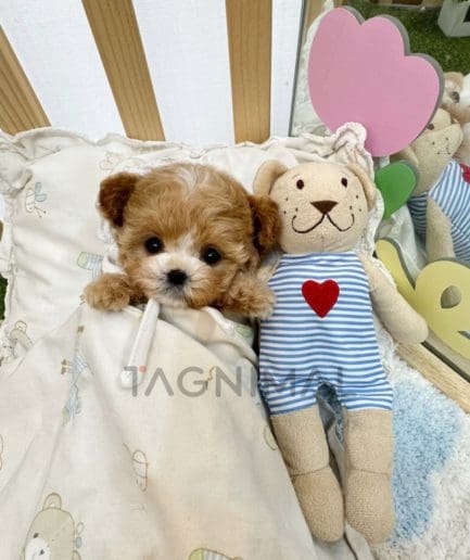 Maltipoo puppy for sale, dog for sale at Tagnimal