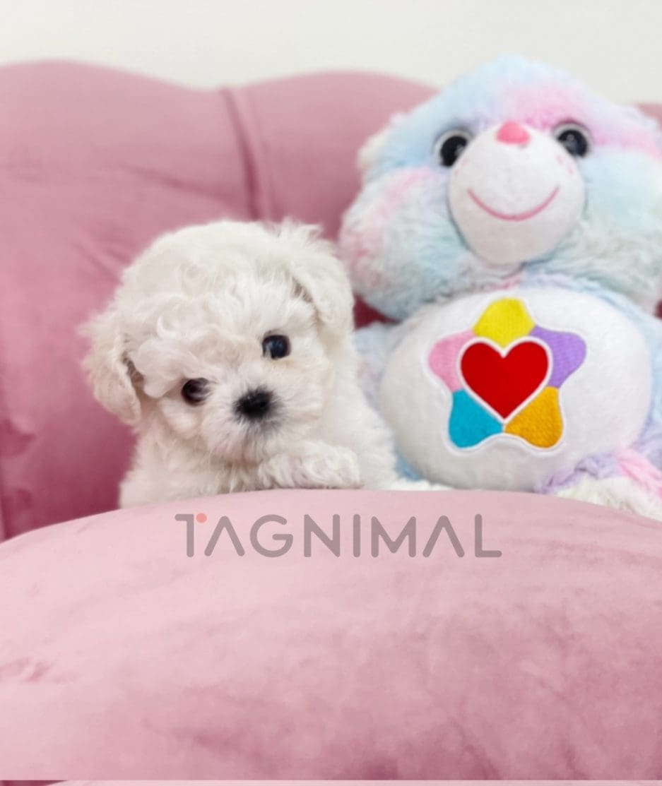 Bichon puppy for sale, dog for sale at Tagnimal