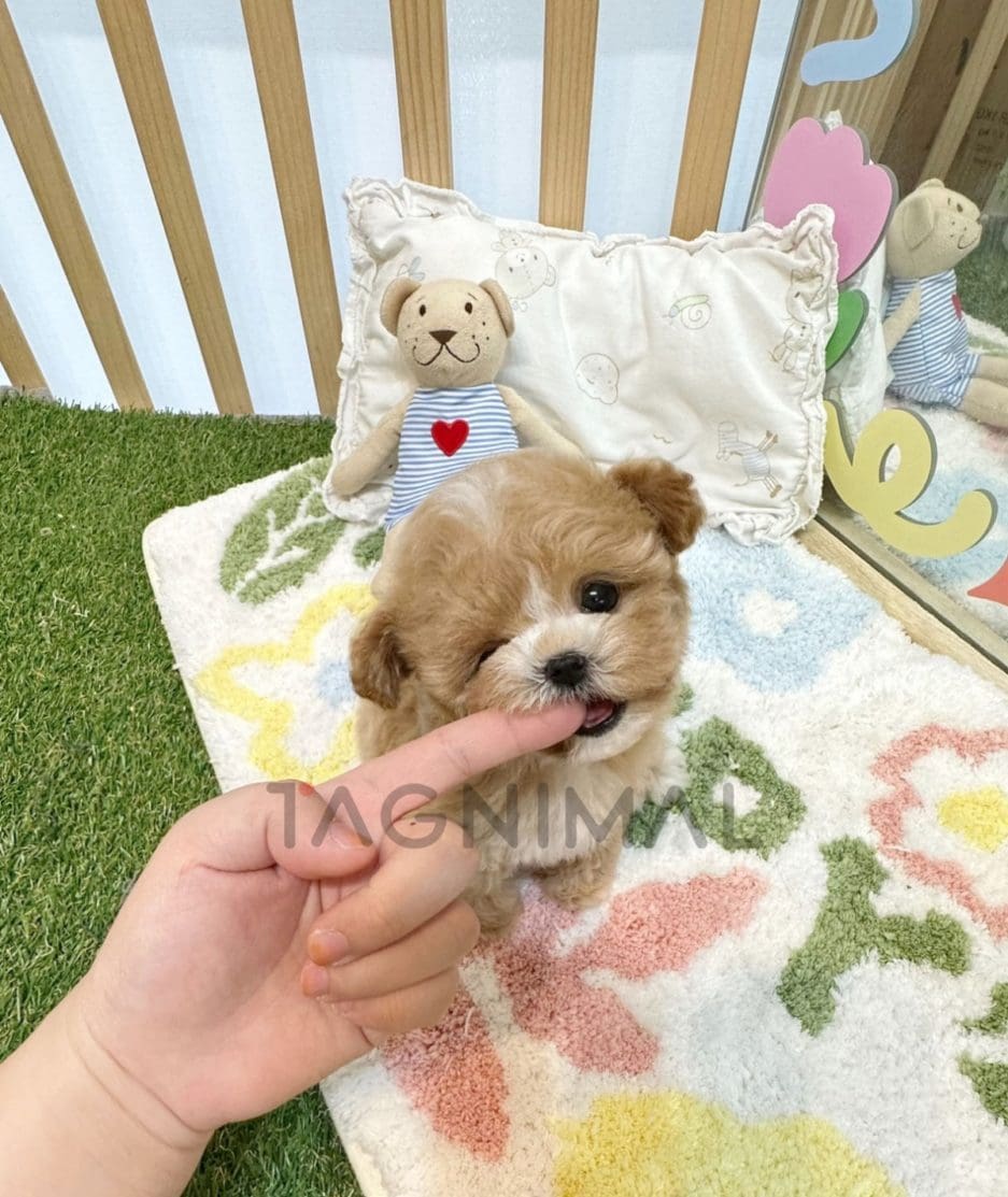 Maltipoo puppy for sale, dog for sale at Tagnimal