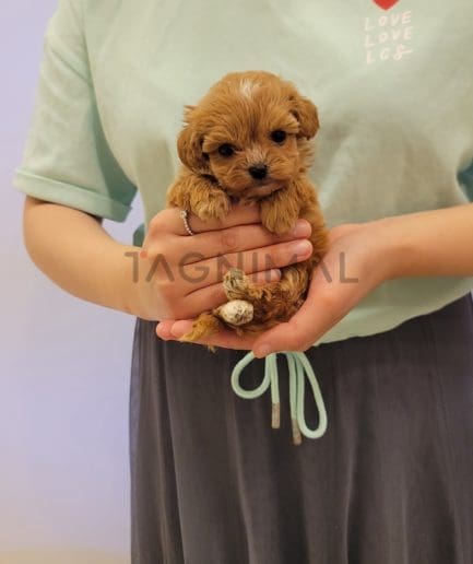 Maltipoo puppy for sale, dog for sale at Tagnimal