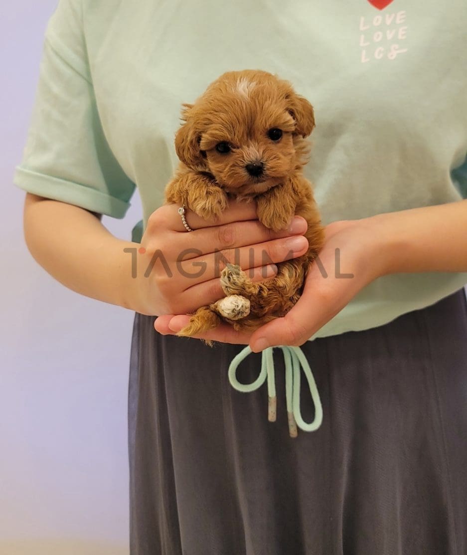 Maltipoo puppy for sale, dog for sale at Tagnimal