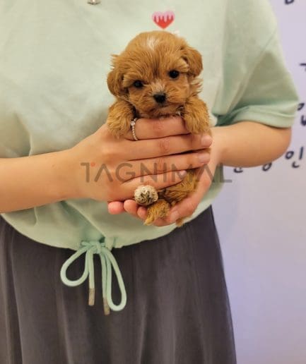 Maltipoo puppy for sale, dog for sale at Tagnimal