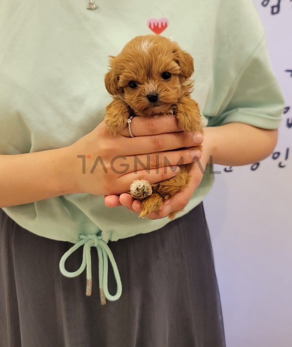 Maltipoo puppy for sale, dog for sale at Tagnimal