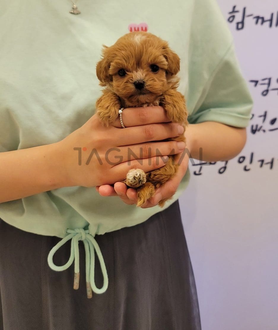 Maltipoo puppy for sale, dog for sale at Tagnimal