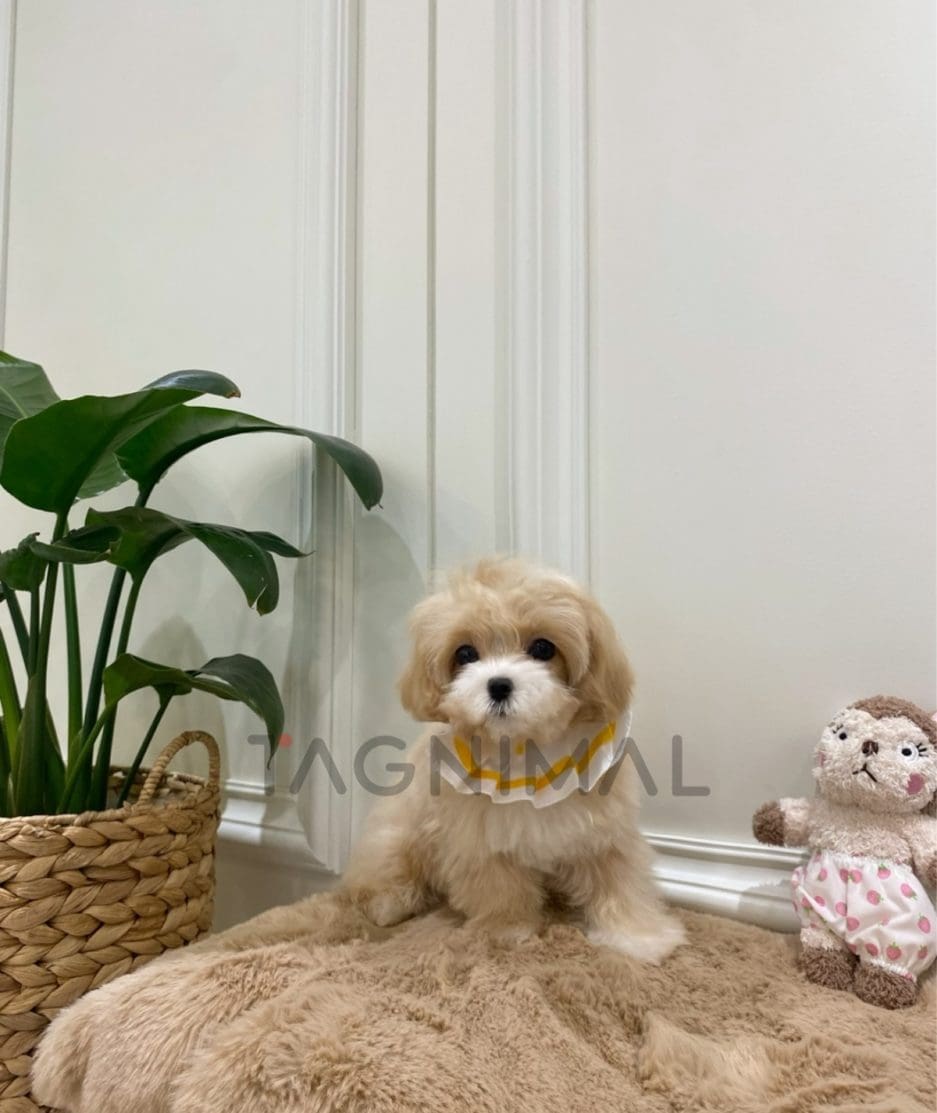 Maltipoo puppy for sale, dog for sale at Tagnimal