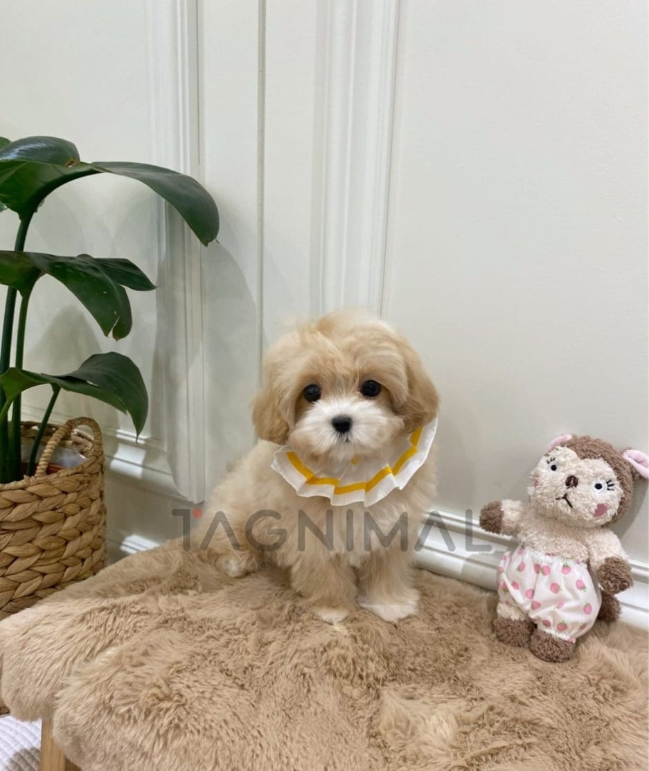 Maltipoo puppy for sale, dog for sale at Tagnimal