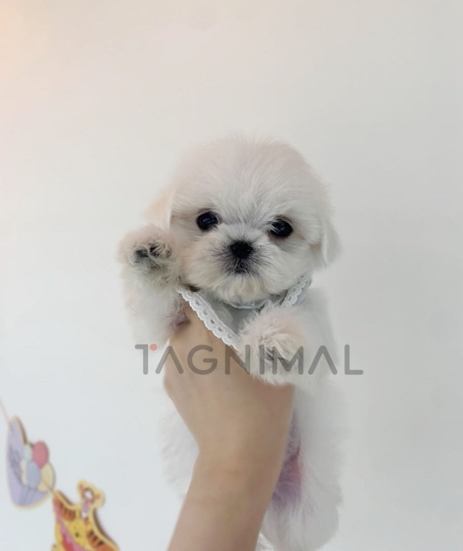 Maltese puppy for sale, dog for sale at Tagnimal