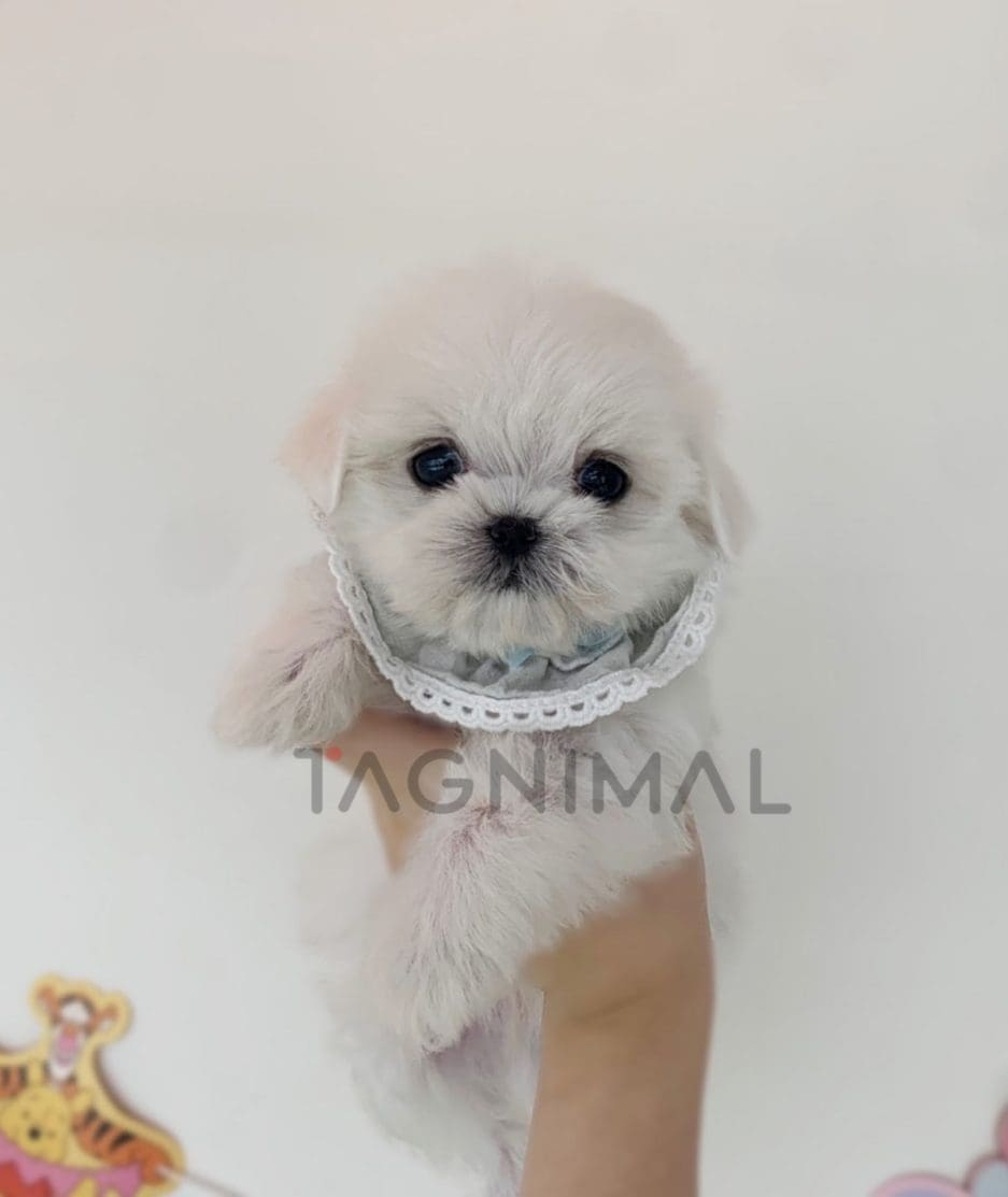 Maltese puppy for sale, dog for sale at Tagnimal